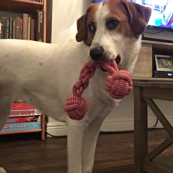 Meet your Posher, Bucho - Picture 1 of 1